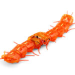 Tamiya 69928 Centipede Robot (Clear Orange)